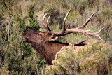 0020-Elk.jpg