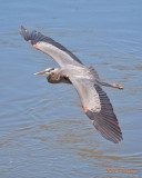 0005-Heron.jpg