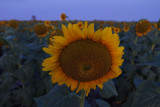 100131 Moon Sun Flowers 175.jpg