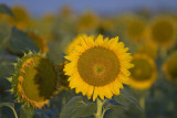 100131 Moon Sun Flowers 211_1.jpg