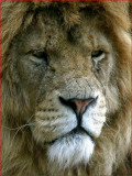 Male african lion.