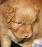 Nova Scotia Duck Tolling Retriver Puppy 22