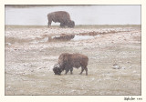 20100522_Yellowstone_0007.jpg