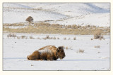 20080426_Yellowstone_0060.jpg