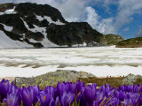 Spring in Rila