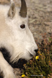 smelling a flower?