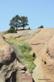 two trees and red rocks