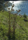 Grassy Island Beach (2)