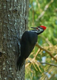 Pileated Woodpecker (3)