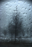 A Winter Rain to Forget ALT