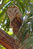 Tyto alba, Barn Owl