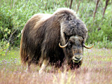 114_N6Y1871-01.jpg