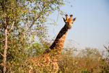 giraffe closer.jpg