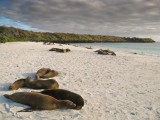 Espanola Island Gardner Bay 06-14-2008-3.jpg