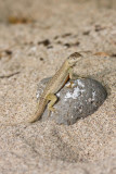 San Cristobal Island 06-08-2008-148.jpg