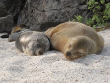 San Cristobal Island 06-08-2008-274.jpg