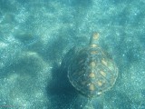 Santiago Island Puerto Egas Snorkeling 06-11-2008-4.jpg