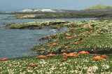 Fernandina Island Punta Espinoza 06-10-2008-108.jpg