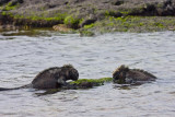 Fernandina Island Punta Espinoza 06-10-2008-17.jpg