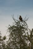 Uganda Birds-3.jpg