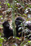 Bwindi Mountain Gorilla-676.jpg