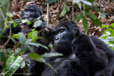 Bwindi Mountain Gorilla-700.jpg