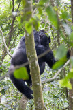 Bwindi Mountain Gorilla-75.jpg