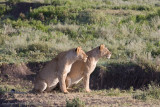 Tanzania Lion-64.jpg