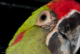 Phoenix 2009-39.jpg