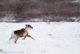 Churchill Caribou-40.jpg