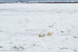 Churchill Polar Bears-1364.jpg