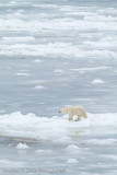 Churchill Polar Bears-1412.jpg