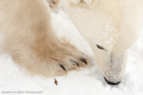 Churchill Polar Bears-966.jpg