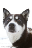 Churchill Dogsledding-16.jpg