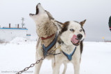 Churchill Dogsledding-61.jpg