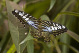 Butterfly-13.jpg