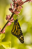 Butterfly-2.jpg