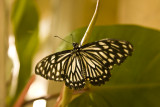 Butterfly-6.jpg