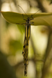 Butterfly-8.jpg
