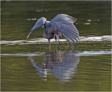 Reddish Egret hunting