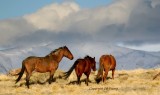 Against the cold wind.