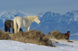 Wintering wild horses.jpg