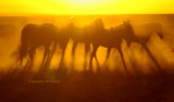 Dusty shadows