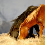 Windy ridge.