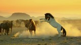 Two paints in the dust.