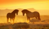 Face off at sundown.