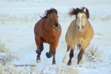 Butch chases Buck.