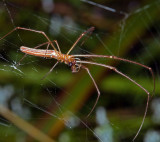 Brown Long-jawed Spider