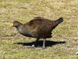 Tasmanian Native-hen (Gallinula mortierii)