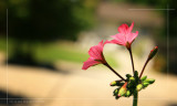IMG_8590.jpg